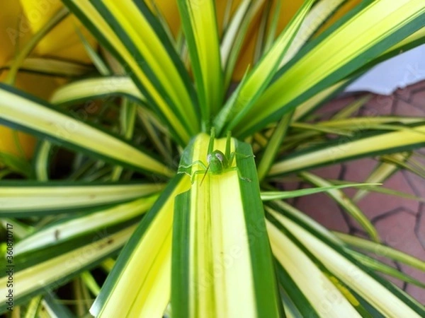 Obraz Grasshoppers are insects that rank in the Orthoptera rank. They are all green on the Chlorophytum comosum.