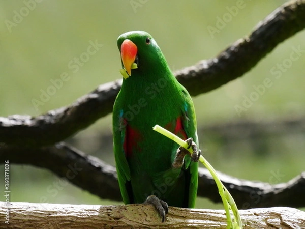 Fototapeta grüner Vogel am essen
