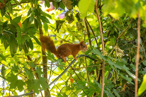 Obraz Eichhörnchen Squirrel