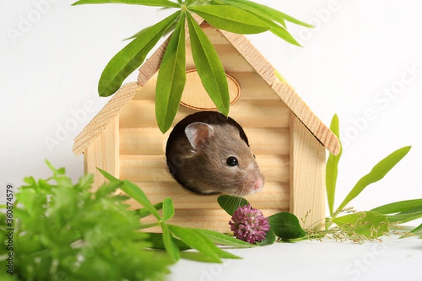 Fototapeta Close-up of a cute hamster in a house. Keeping and caring for animals