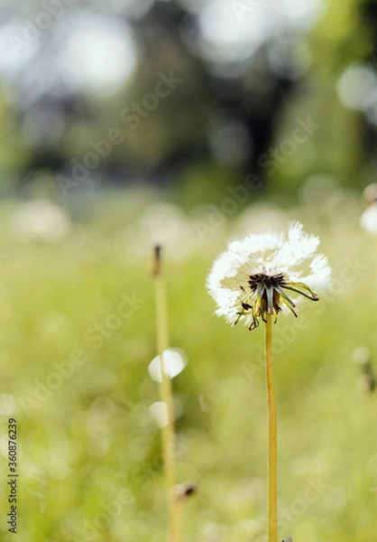 Fototapeta Dandelion on background of the meadow. 