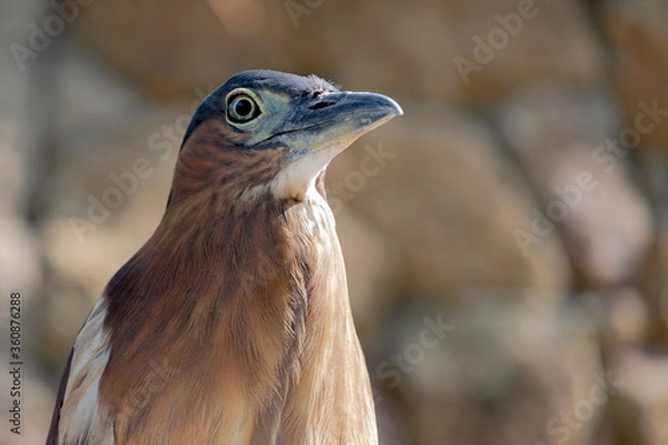 Fototapeta The Nankeen Night Heron (Nycticorax caledonicus) or Rufous Night Heron, is a medium sized heron. It is found in Indonesia, the Philippines, Papua New Guinea, and throughout much of Australia. Portrait