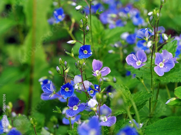 Obraz Blaue Blüten des Ehrenpreises
