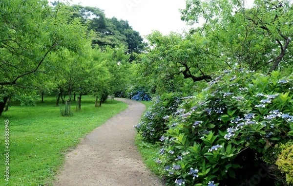 Fototapeta 新緑　道　あじさい　風景　爽やか