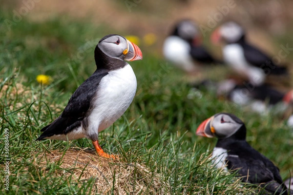 Fototapeta proud Puffin