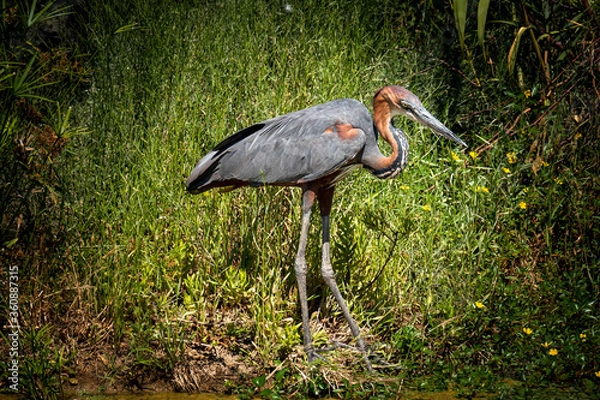 Obraz black crowned crane