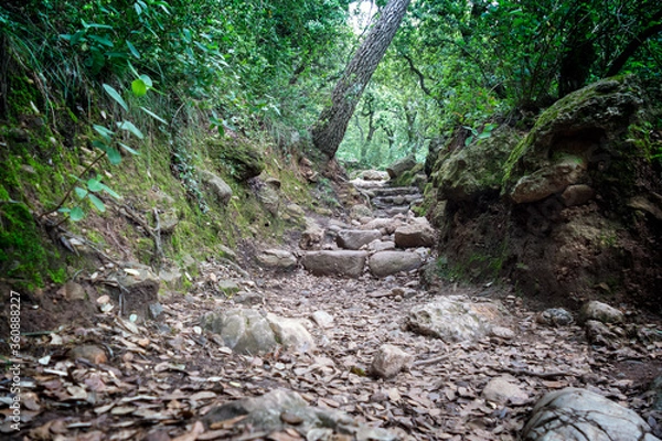 Obraz stream in the forest