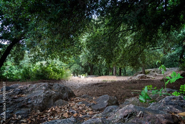 Obraz stream in the forest
