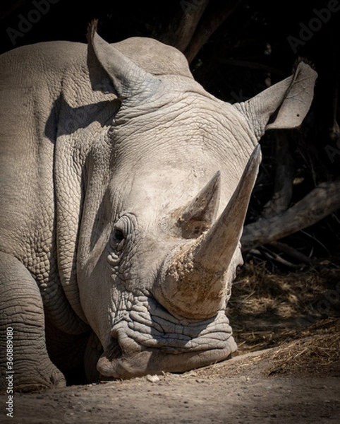 Obraz rhino in zoo