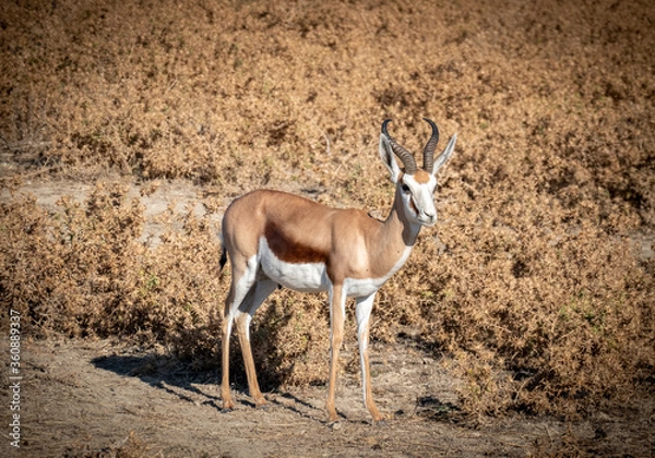 Obraz antelope in the zoo