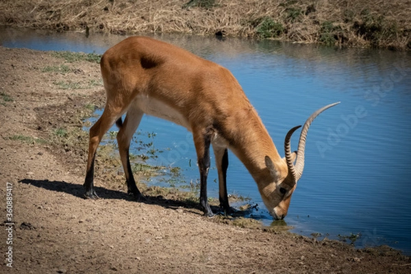 Obraz red deer drinking water
