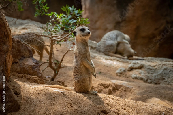 Obraz meerkat on guard