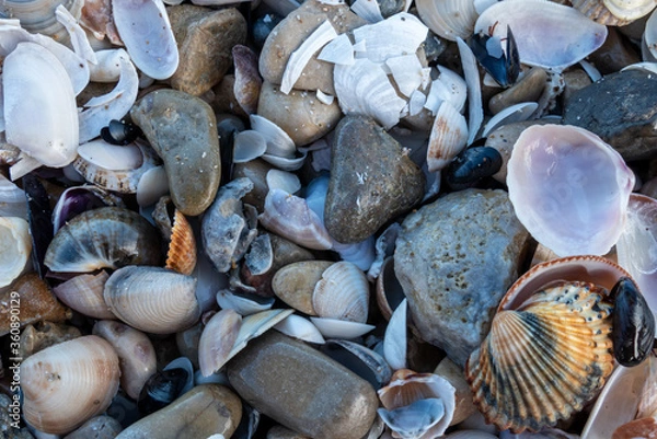 Obraz sea shells background