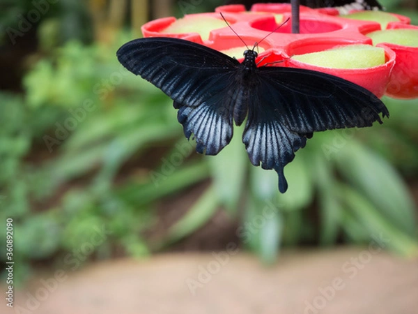 Obraz Mariposa bebiendo Néctar 