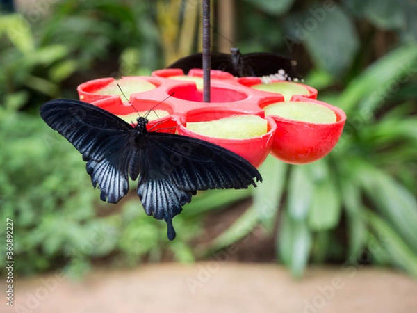Obraz Mariposa bebiendo Néctar 