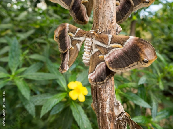 Obraz Polilla exótica 