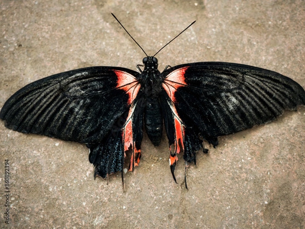 Obraz butterfly