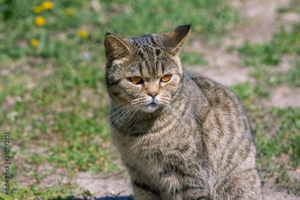 Fototapeta Cute gray cat with orange eyes, enjoying warm sunny weather, sitting on the meadow