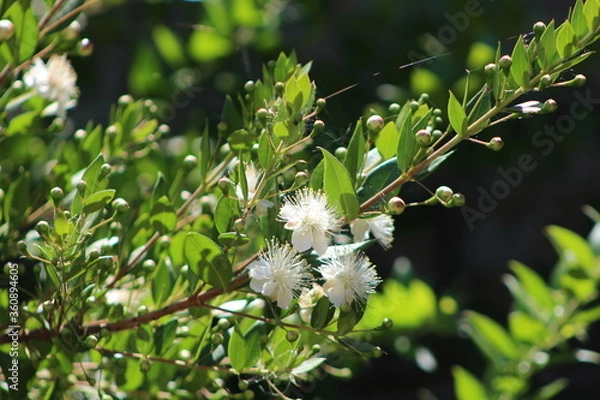 Fototapeta Myrtus communis, the common myrtle or true myrtle,The flowers are white or tinged with pink, with five petals and many stamens that protrude from the flower.
