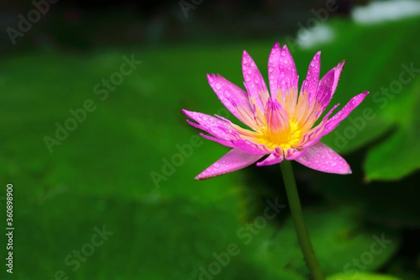 Fototapeta Beautiful of waterdrop on purple lotus blooming in closeup with blurry background.