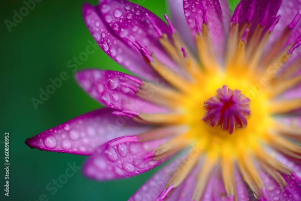 Fototapeta Beautiful of waterdrop on purple lotus blooming in closeup with the blurry background.