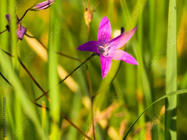 Obraz Fioletowy kwiat