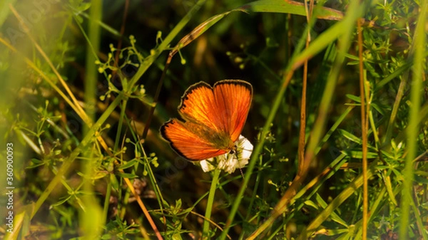 Obraz Pomarańczowy motyl