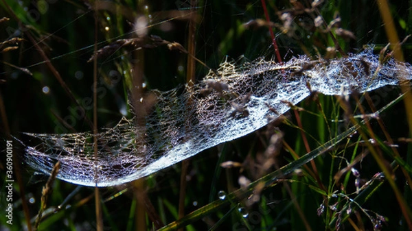 Obraz Pajęcza sieć