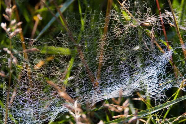 Obraz Pajęcza sieć