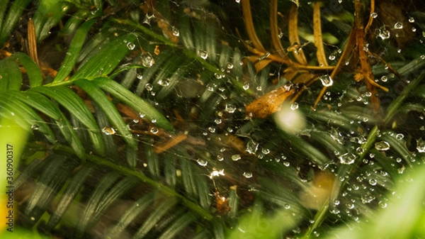 Obraz Pajęcza sieć