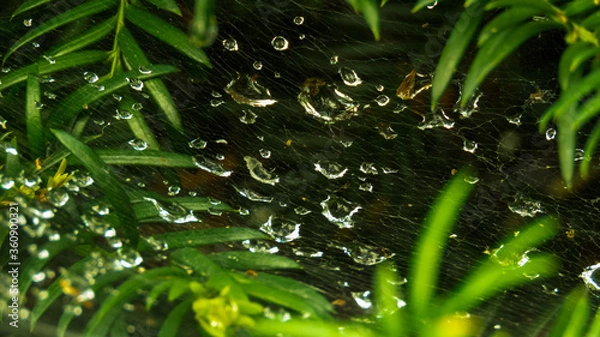 Obraz Pajęcza sieć