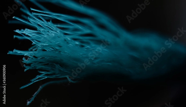 Obraz jellyfish in aquarium