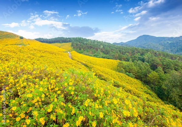 Fototapeta Beautiful yellow of Mexican sunflower field on hill at viewpoint with bluer sky in the background ,Doi Mae U Kho, Khun Yuam, Mae Hong Son province, Thailand