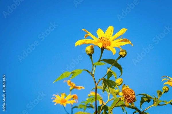 Fototapeta Beautiful yellow of Mexican sunflower field on hill at viewpoint with blue sky in background, Doi Mae U Kho, Khun Yuam, Mae Hong Son province, Thailand