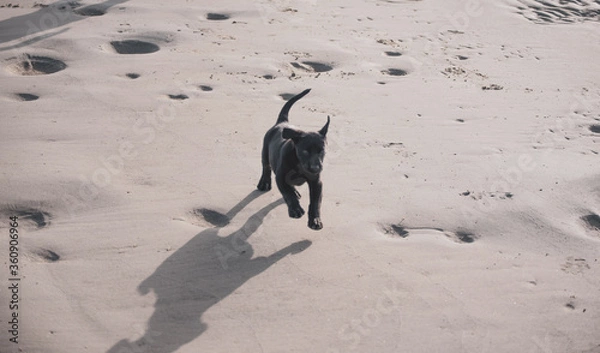 Obraz Dogs Playing at the Beach