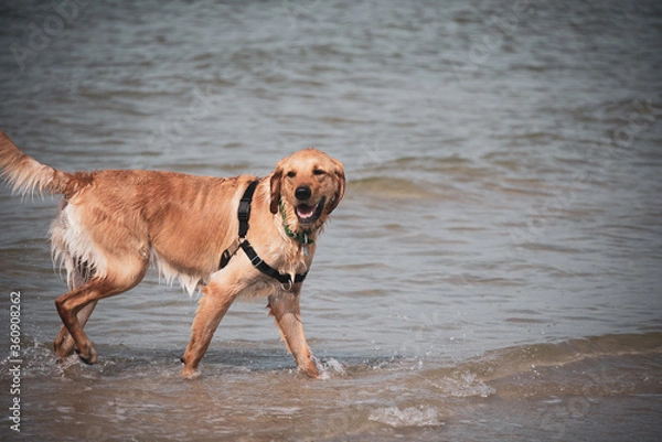 Fototapeta Dogs Playing at the Beach