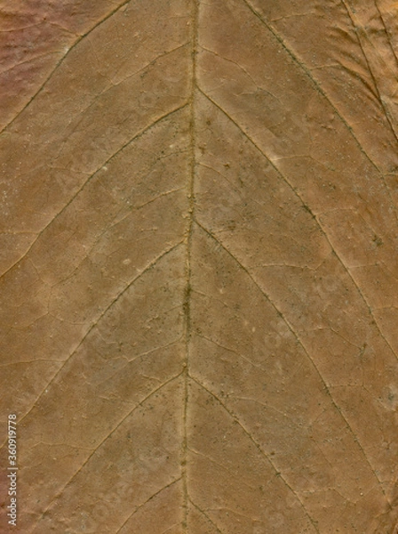 Fototapeta close up of leaf