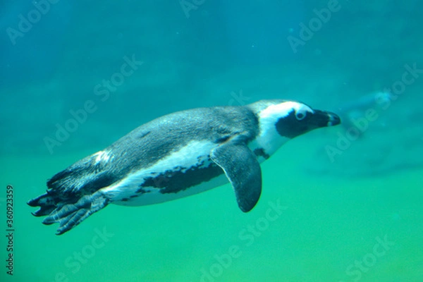 Fototapeta Penguin under water, Wroclaw ZOO