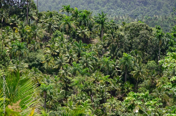 Fototapeta tropical Rainforest with palm trees in Parque Nacional Alejandro de Humboldt jugnle Baracoa, Cuba
