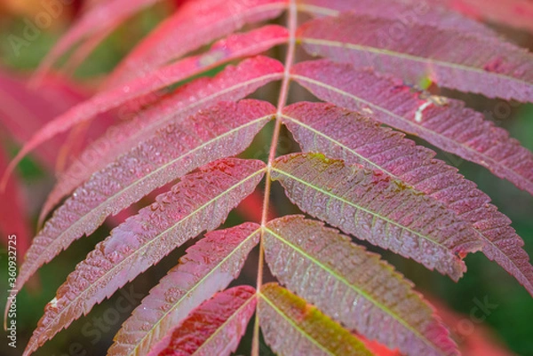Obraz wet leaves