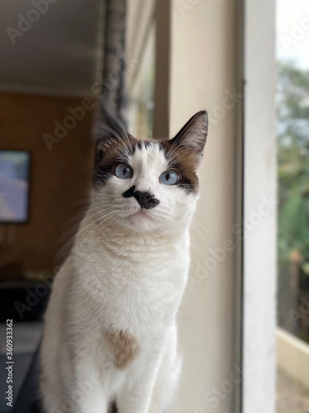 Fototapeta portrait of a cat