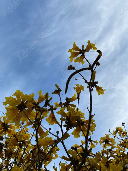 Obraz yellow maple tree