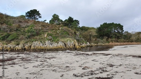 Obraz pine trees on the beach