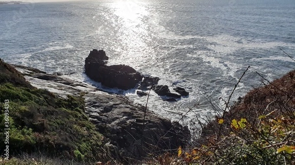 Obraz bird on the rock