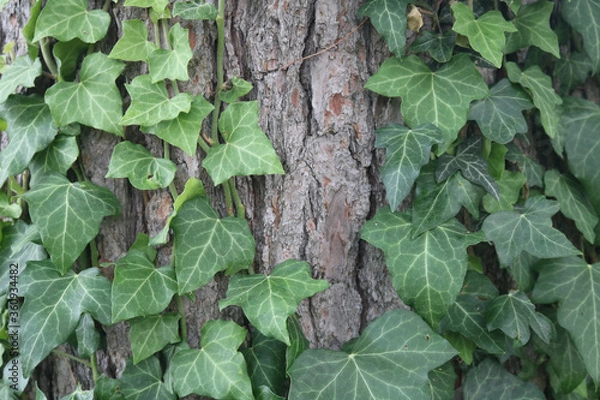 Fototapeta Ivy Covering Tree