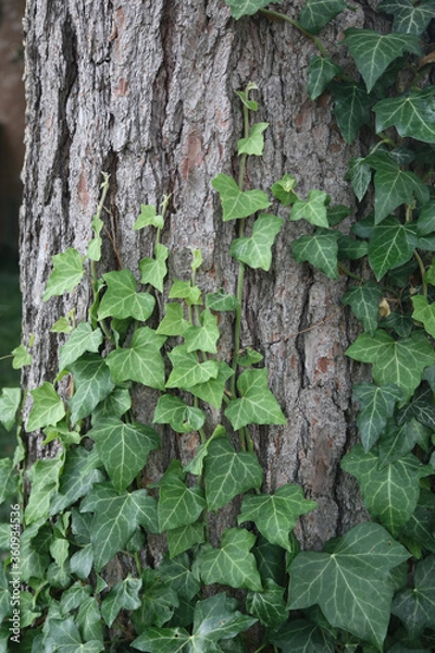 Fototapeta Ivy on Tree Trunk