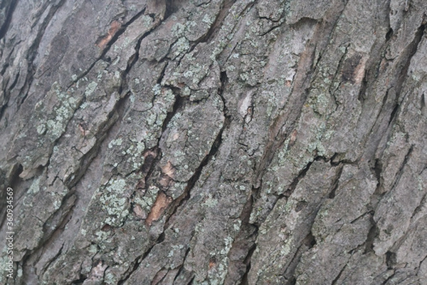 Fototapeta Large Tree Bark
