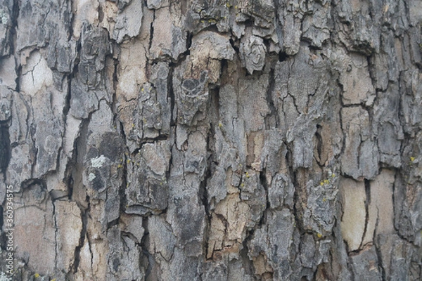 Fototapeta Large Vertical Tree Bark
