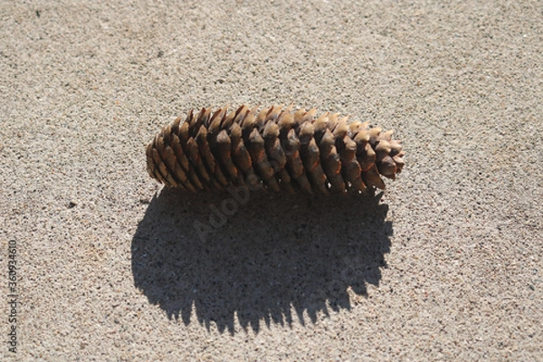 Fototapeta Pinecone