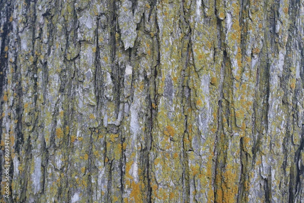 Fototapeta Tree Bark Yellow